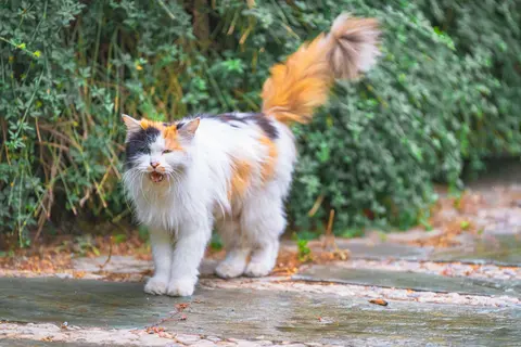 三色猫在木板上行走