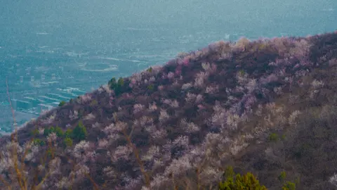 海岸线与植被