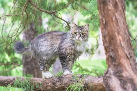 一只灰色的猫在树枝上行走