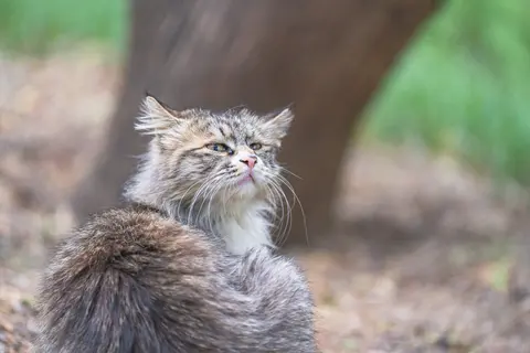 灰白色的猫坐在树下