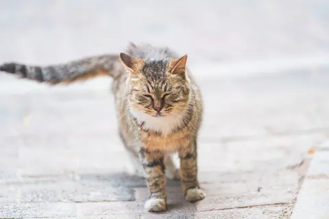 一只猫在行走