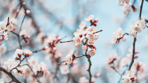 盛开的粉色樱花树枝
