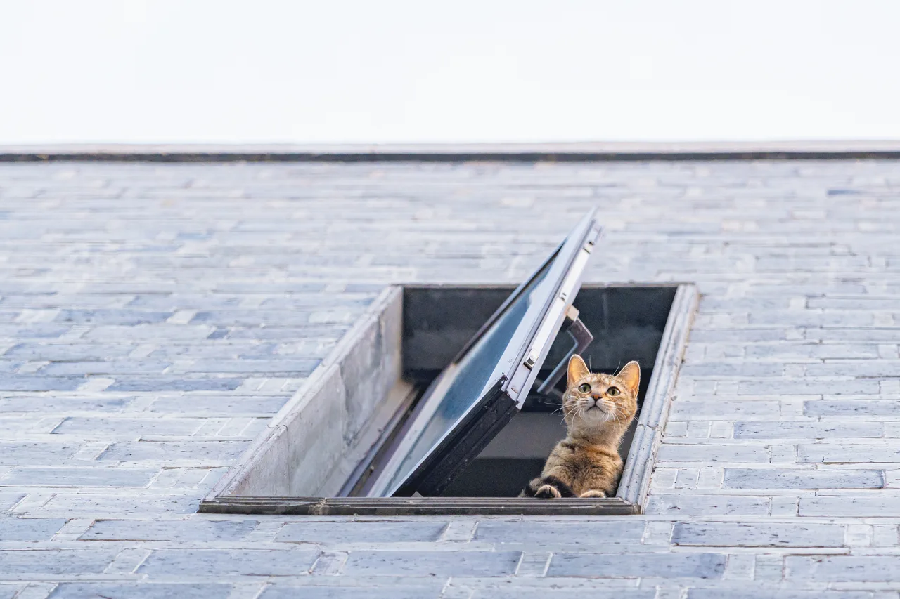 一只橘色小猫从墙洞里探出头