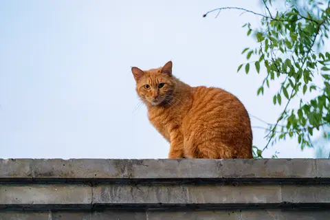一只橙色的猫趴在墙头上