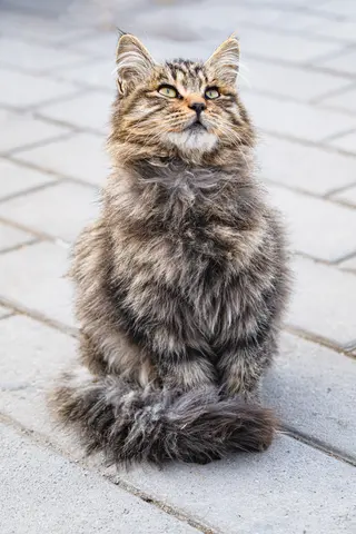 一只灰白色的猫坐在地面上
