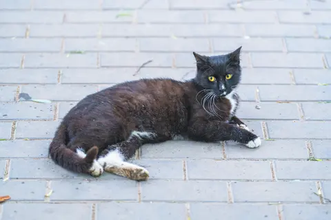 一只黑白相间的猫躺在砖石路上