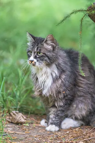 灰白相间的猫坐在树枝下
