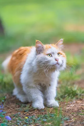 一只橘白相间的猫站在草地上