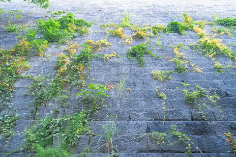 绿色藤蔓在灰色石墙上