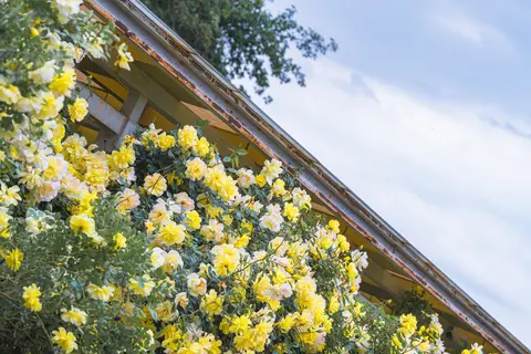 一簇黄色花朵