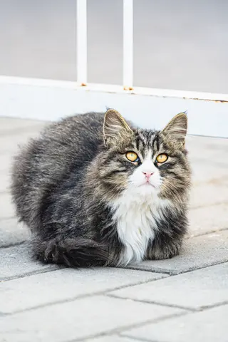 一只黑白相间的猫坐在地面上