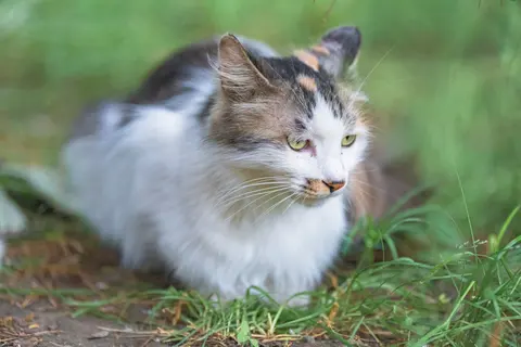 黑白相间的猫趴在草地上