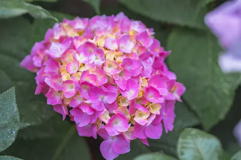紫色的绣球花