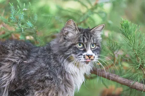 一只灰色和白色相间的猫看向镜头
