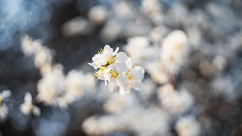 一棵开花的树