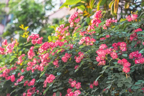 粉色花朵的特写
