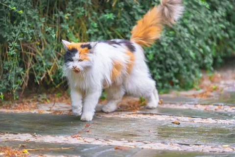 三色猫在木板上行走